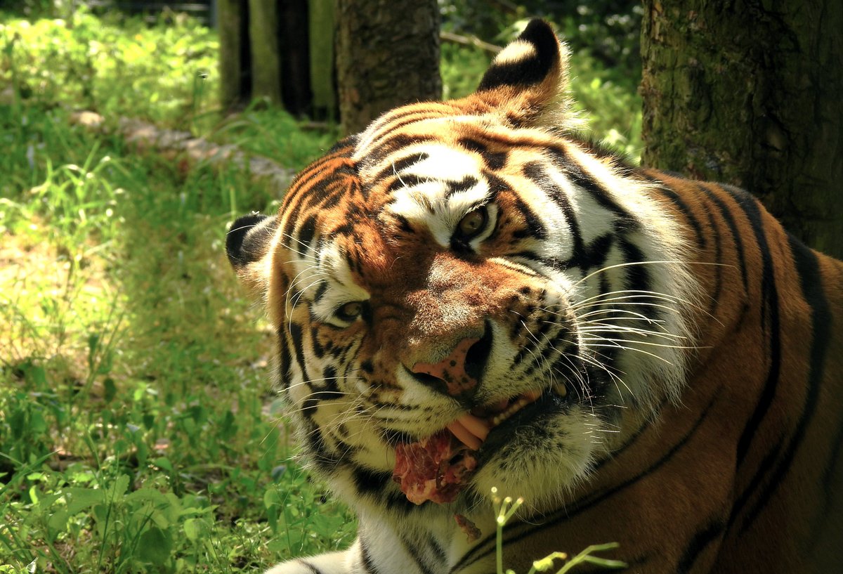 Spotkanie i karmienie tygrysów zaplanowane na dziś na godzinę 10.00 się nie odbędzie. Bardzo przepraszamy.

#Poznań #NoweZoo #edukacja
