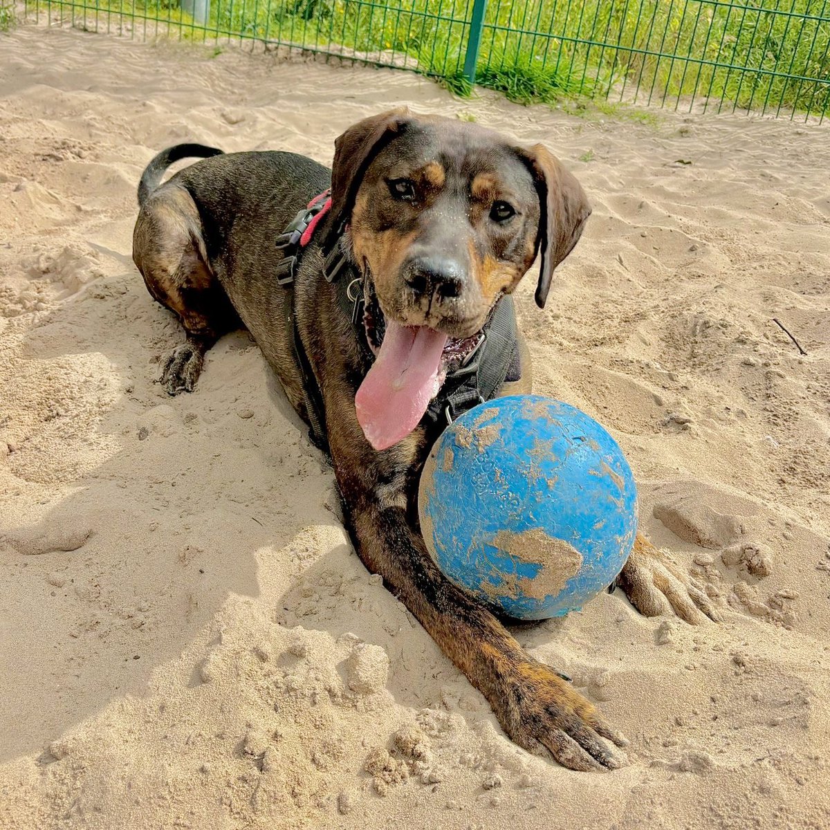 Some #MondayMotivation from Zena: The #world is yours. Just reach out and hold it. 🌍

But, before you do, check this gorgeous girl out👉 bit.ly/3SCQS4J

#RescueDog #WorldInOurHands #Rottweiler #Crossbreed #AdoptDontShop #AdoptADog #Leeds <a href="/DogsTrust/">Dogs Trust 💛🐶</a>