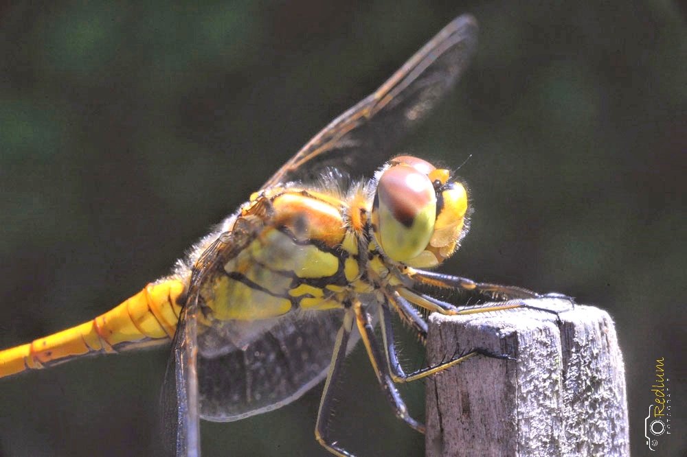 idafm's tweet image. Zonnebaden op 'n paaltje 😎 
Mooie maandag 
#libel