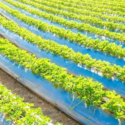 AgricJournalist's tweet photo. Did you know that vertical farming can produce up to 10 times more crop yield per acre than traditional farming? How might this technology reshape African agriculture?  Share your comments below  #VerticalFarming #AgTech  #Euros @tayebwa_cohen @AU_DARBE https://t.co/7V37YuKPJ3