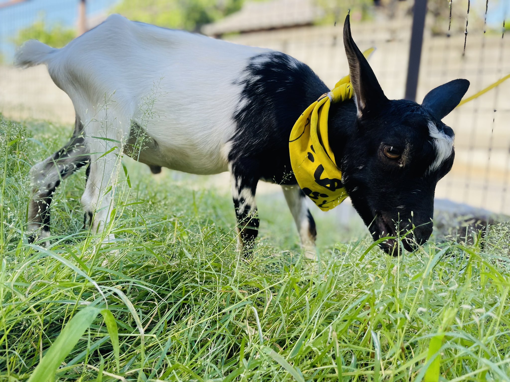 ヤギと大悟【公式】🐐🌱新グッズ発売中👕 (@yagitodaigo) / X