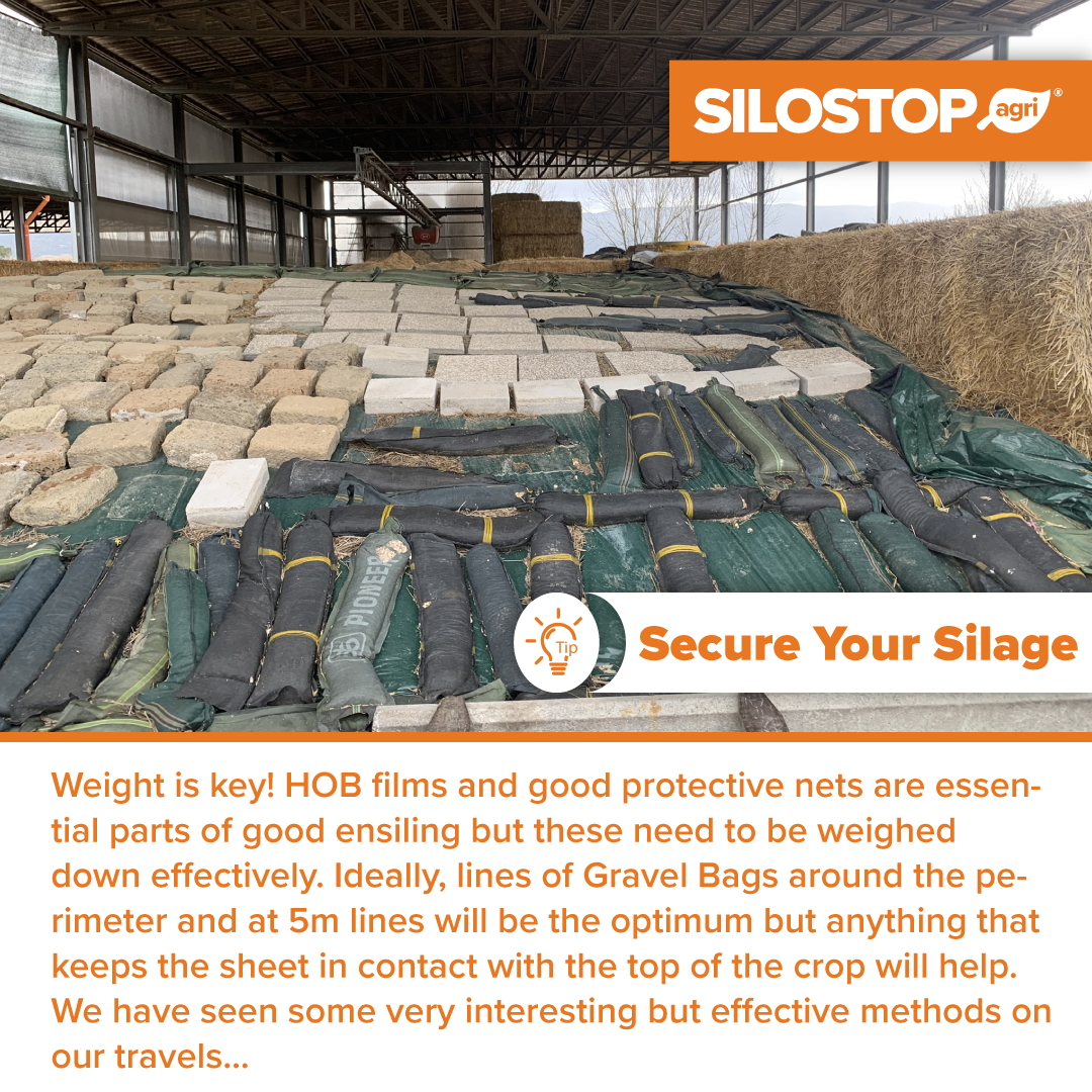 Properly weigh down HOB films and protective nets with strategically placed gravel bags around the perimeter and at 5-meter intervals.

 #FarmingTips #DairyFarming #Silage #Agriculture