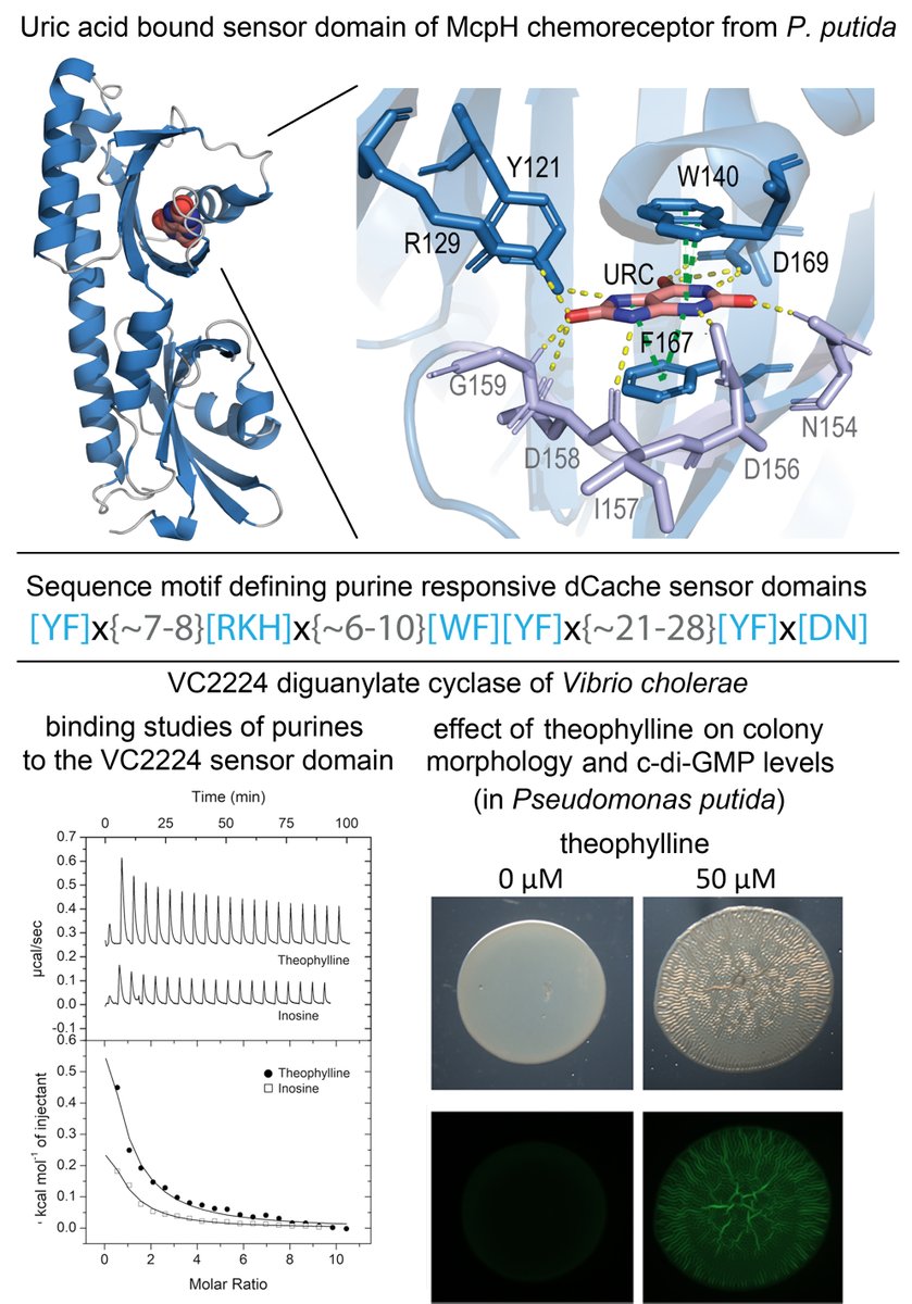Krell Laboratory (@krelllaboratory) on Twitter photo Purines are important signal molecules: Identification of a receptor super-family that responds to purines. Beautiful collaboration with <a href="/zhulinlab/">Zhulin Lab</a> @gavirius <a href="/miguel_matilla/">Miguel_Matilla</a>. Great work by <a href="/Eli_Monteagudo/">Elizabet Monteagudo Cascales</a> <a href="/VadimMGumerov/">Vadim Gumerov</a> <a href="/Matilde_Fern/">Mati</a>
disq.us/t/4pmf7gu Purines are important signal molecules: Identification of a receptor super-family that responds to purines. Beautiful collaboration with <a href="/zhulinlab/">Zhulin Lab</a> @gavirius <a href="/miguel_matilla/">Miguel_Matilla</a>. Great work by <a href="/Eli_Monteagudo/">Elizabet Monteagudo Cascales</a> <a href="/VadimMGumerov/">Vadim Gumerov</a> <a href="/Matilde_Fern/">Mati</a>
disq.us/t/4pmf7gu