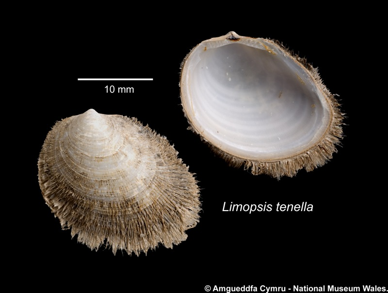 Today's #MolluscMonday is the bivalve shell Limopsis tenella. Semi-infaunal, anchored by a byssus, of a single thread, to sediment particles. An abyssal species generally from below 2000 m. 
naturalhistory.museumwales.ac.uk/BritishBivalve…