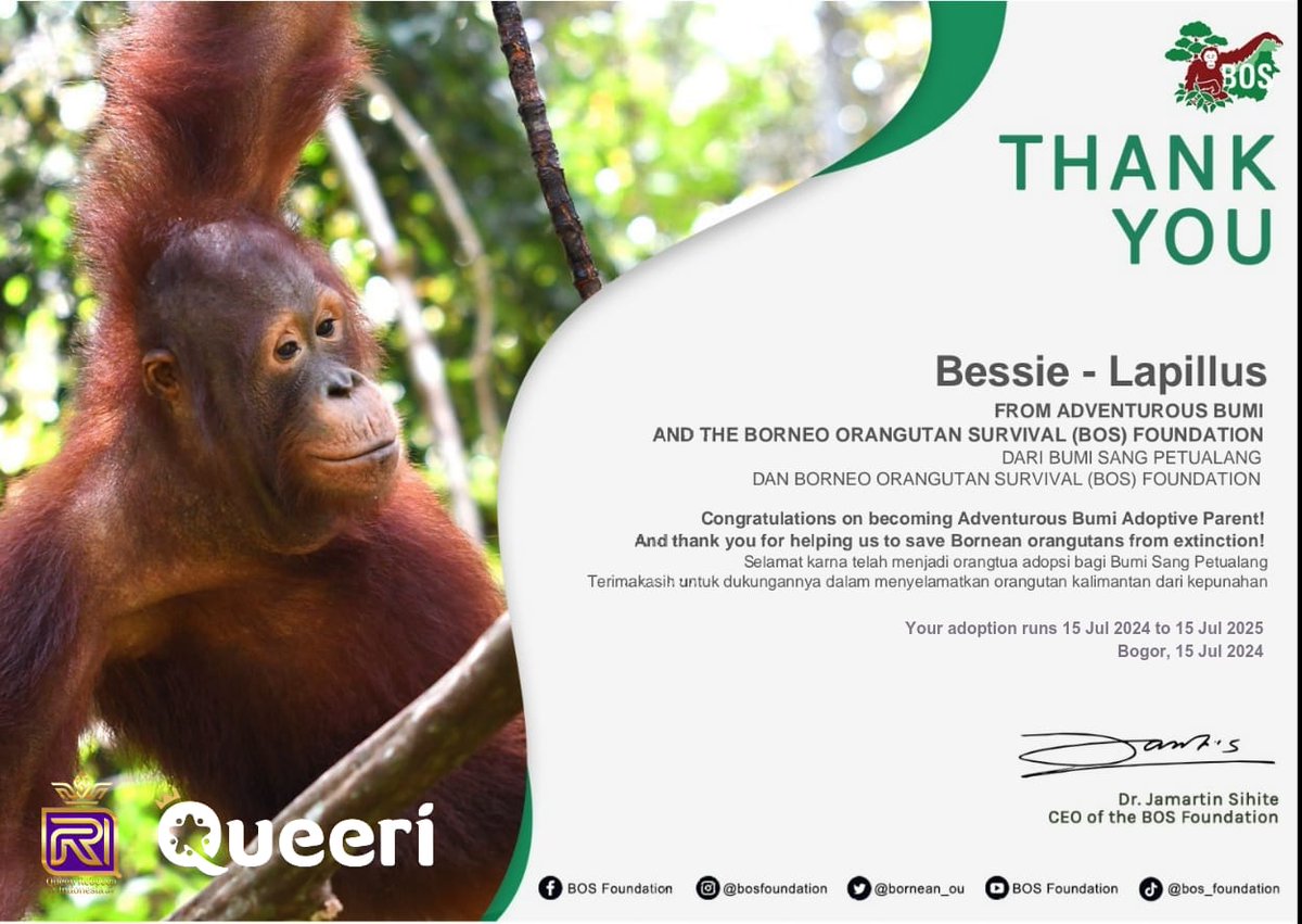 Animal Adopting Support-Fans 
#BESSIE #LAPILLUS

Queeri adopted an Orangutan on behalf of "BESSIE - LAPILLUS" from 15 July 2024 to 15 July 2025 through Adventurous Bumi and The Borneo Orangutan Survival (BOS) Foundation in Indonesia.  

Thank you for your love &amp; kindness 💖