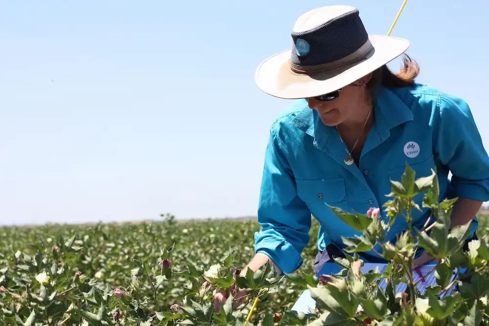 GlobalPlantGPC's tweet photo. Shortage of skilled plant breeders could impact global food security https://t.co/zWlPsABU7u via @csiro @LincolnUniNZ @mcgillu #PlantScience https://t.co/r6v5Jvk0ZG