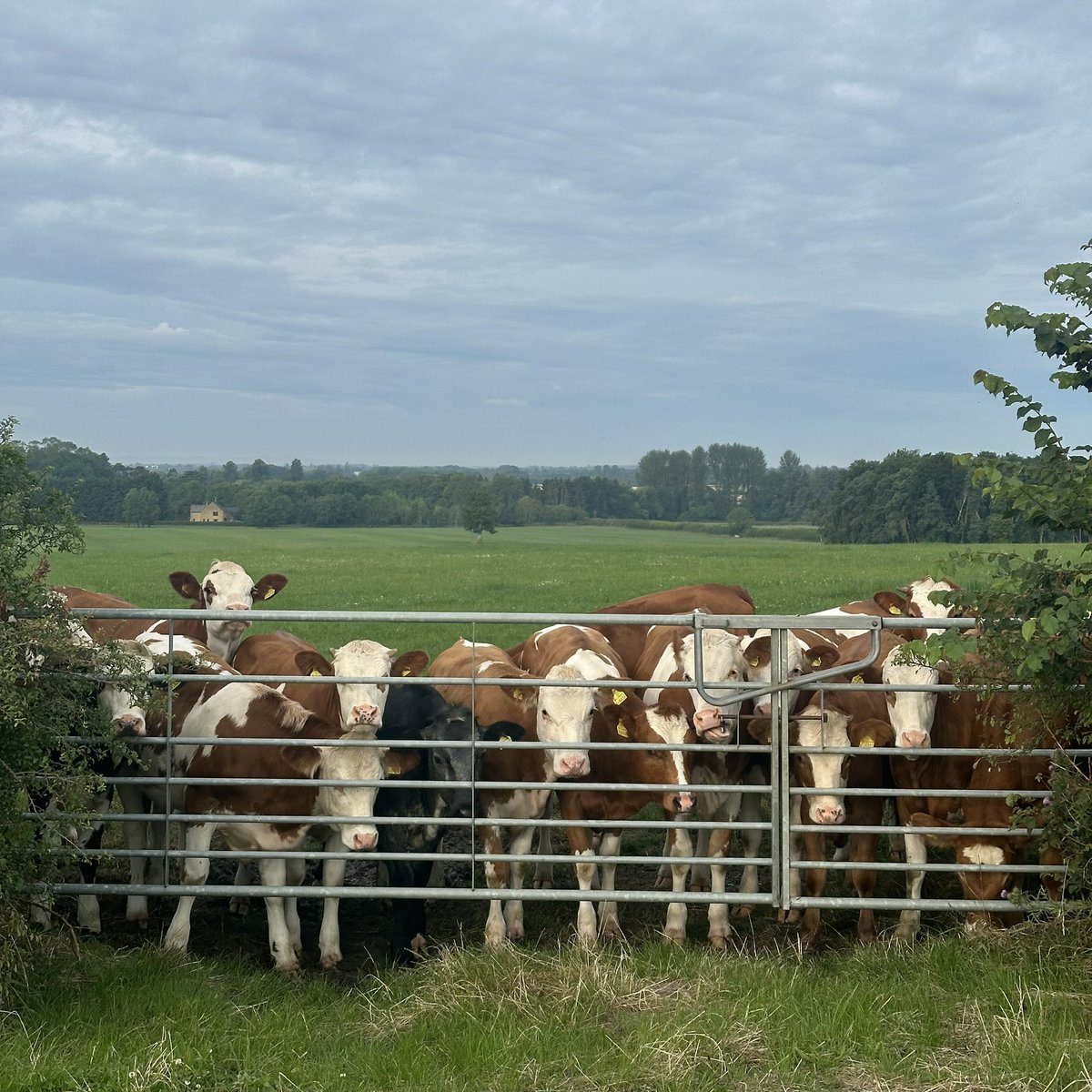 jono_eckley's tweet photo. Some of the locals on the morning spin around the #oxfordshire lanes on the @iamspecialized road bike to set me up for the week ahead. Yorkshire later today, Cumbria tomorrow & London later in the week talking all things export #exportisgreat https://t.co/73Ak488Enn