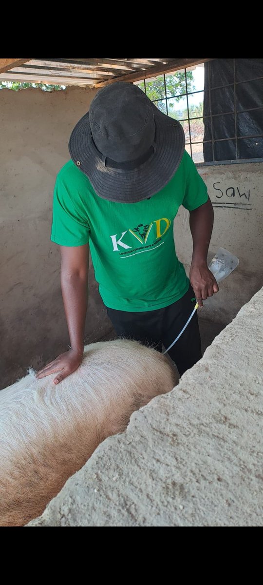 Artificial insemination (AI) in livestock offers many benefits which are:
1. It improves herd quality by using superior genetics
2. Reduces the need for multiple breeding males
3. It lowers costs. 
4. It allows precise timing of insemination for better reproductive success.