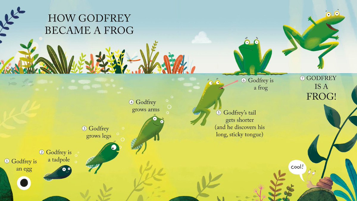 OxfordChildrens's tweet photo. 🐸 Godfrey is a Frog by Alex Latimer (@almaxlat) is perfect for teaching kids about the frog life cycle!
Follow Godfrey's journey from tadpole to frog whilst learning valuable lessons about the joy of self-acceptance along the way!
#GodfreyIsAFrog is OUT NOW! https://t.co/QGofCvq4NY