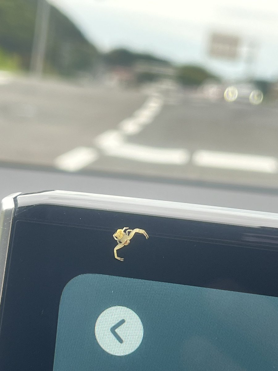rides21's tweet photo. この虫はなんなんだ、、、
レンタカーに同乗なう https://t.co/xI36EgO2Ad