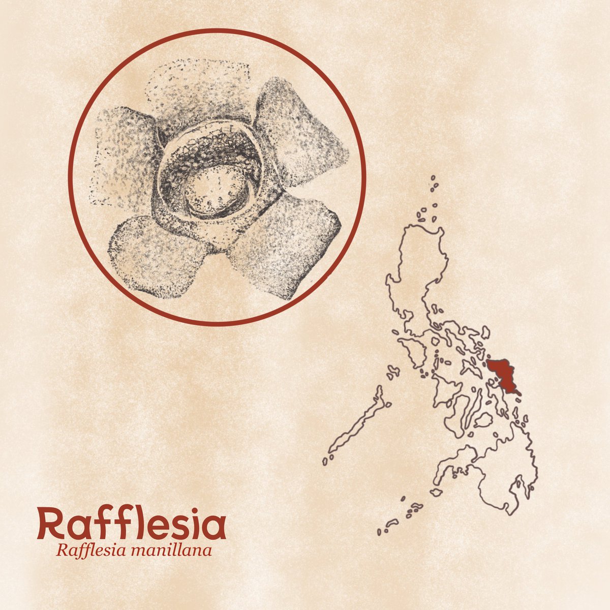 suhersonic's tweet photo. A rough attempt to make my program artsy😭

#artph #digitalart #digitalillustration #rafflesiaflower #rafflesiamanillana https://t.co/0Y21JlJygw