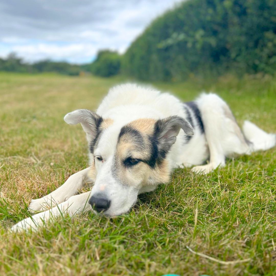 Tux is giving big Monday morning sleepy vibes 😴 

Anyone else feeling a lot like Tux?

#PyreneanMastiff #Crossbreed #RescueDog #Rehoming #DogsTrustWestLondon