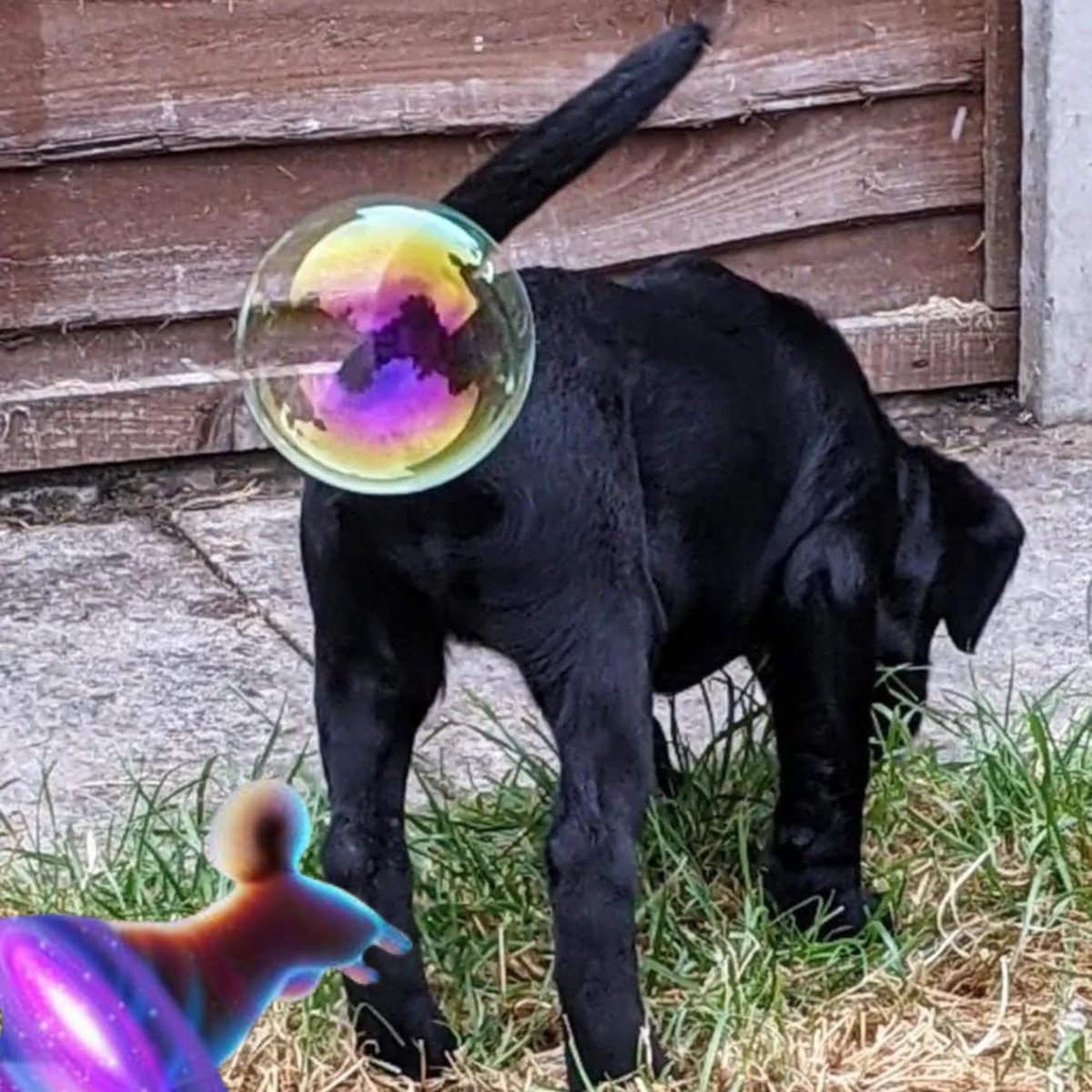 When your dog farts and accidentally opens a 'pup-ortal' to another dimension  🐶🫣
#Multichain #Crypto