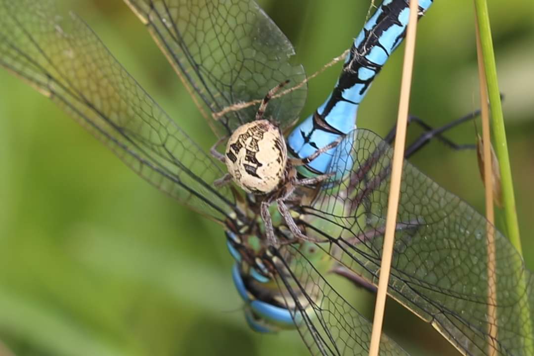 Andi (@naturelycurious) on Twitter photo Highlight of the weekend was watching this Furrow Orbweaver attempting to take down an Emperor dragonfly at <a href="/SurreyWT/">Surrey Wildlife Trust</a>'s Thorpe Hay Meadow SSSI. A real David and Goliath moment! Highlight of the weekend was watching this Furrow Orbweaver attempting to take down an Emperor dragonfly at <a href="/SurreyWT/">Surrey Wildlife Trust</a>'s Thorpe Hay Meadow SSSI. A real David and Goliath moment!