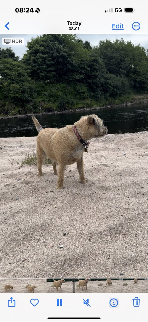 PupButterwick 🇬🇧 tweet media