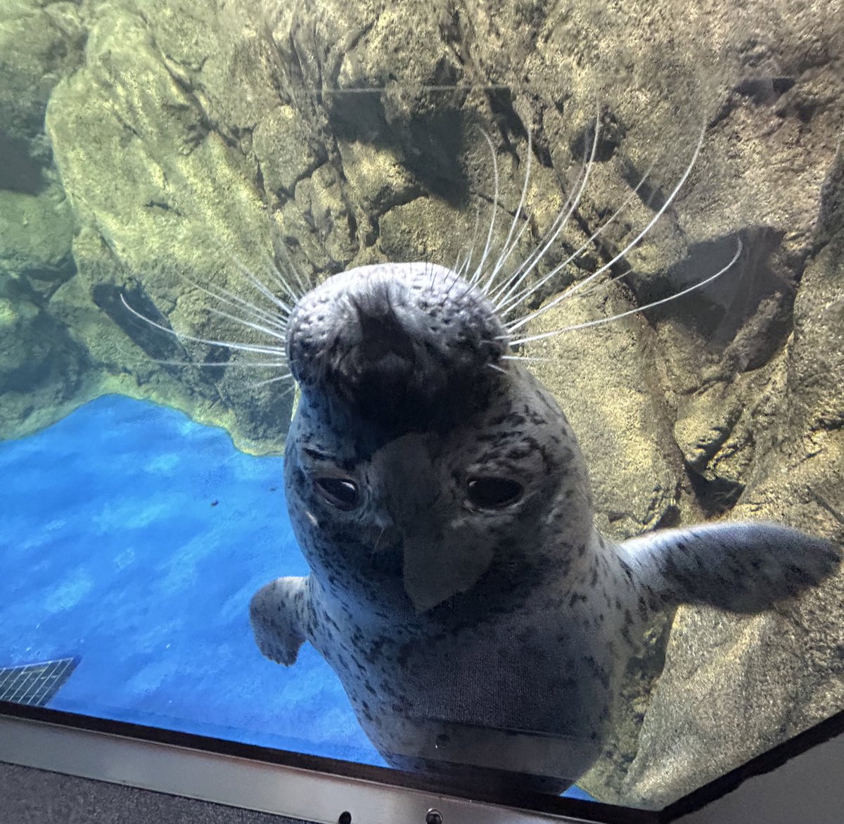 🍤アザラシ丼🍤 tweet media