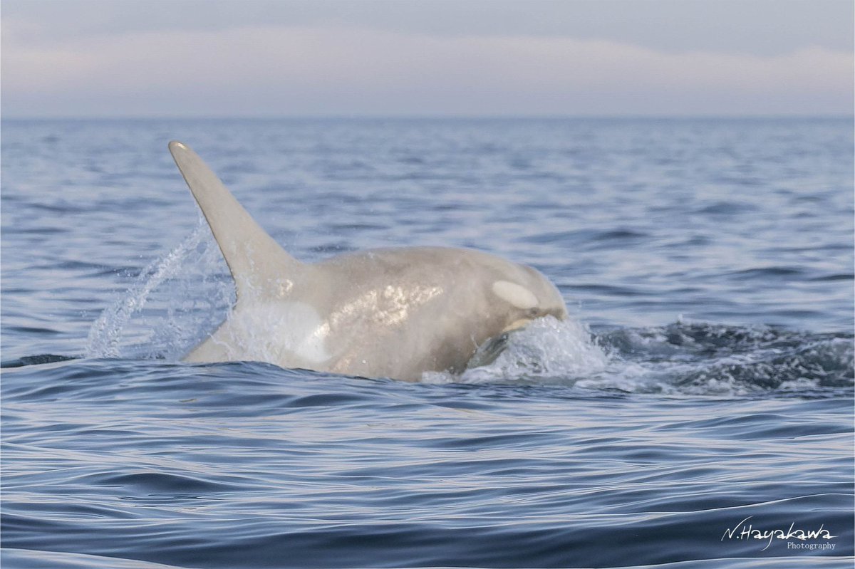 知床ドリーム tweet media