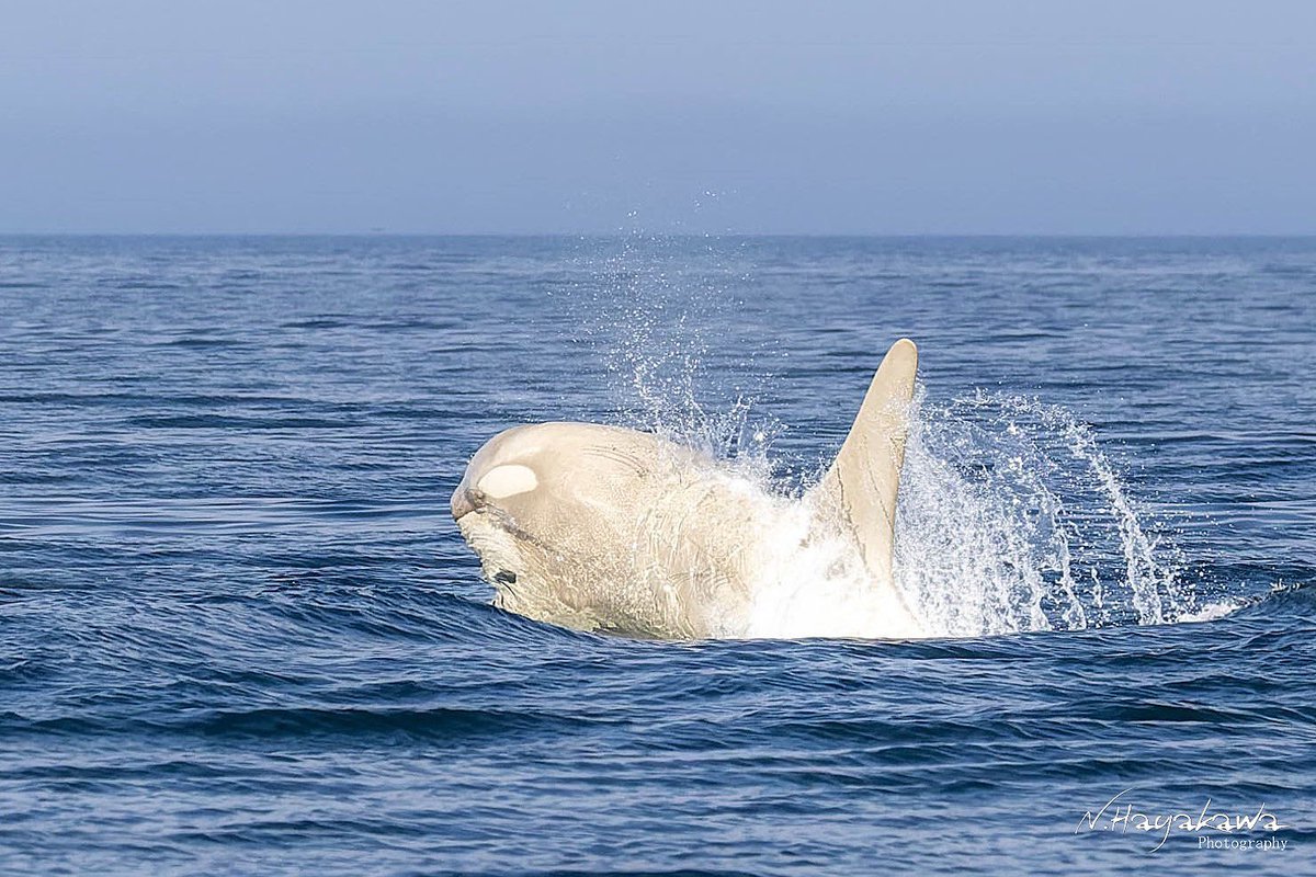 知床ドリーム tweet media