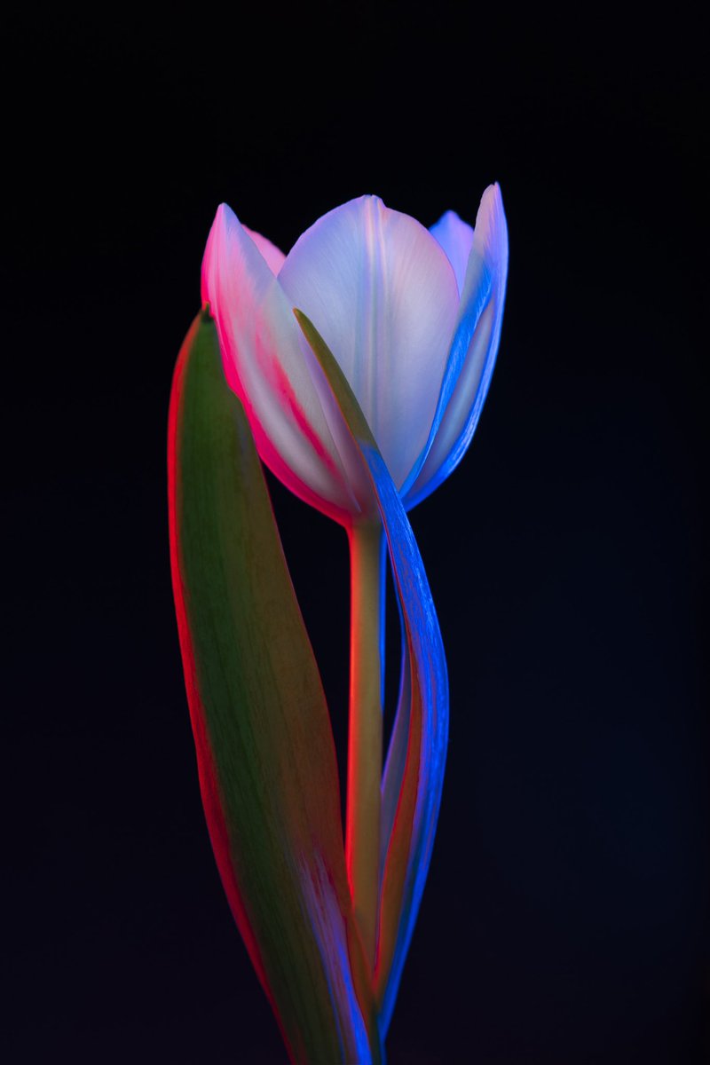 ArtFromAbove's tweet photo. Gm☀️ Happy Monday!
Woke up to a sale! Thank you so much dear @ApricotBlossomD for collecting an edition ❤️🤍💙 part of #DutchHomageWorld on Foundation
‘Hues of the Netherlands’
0.015 eth
12/15 ed. available https://t.co/BoobuWtoOM
