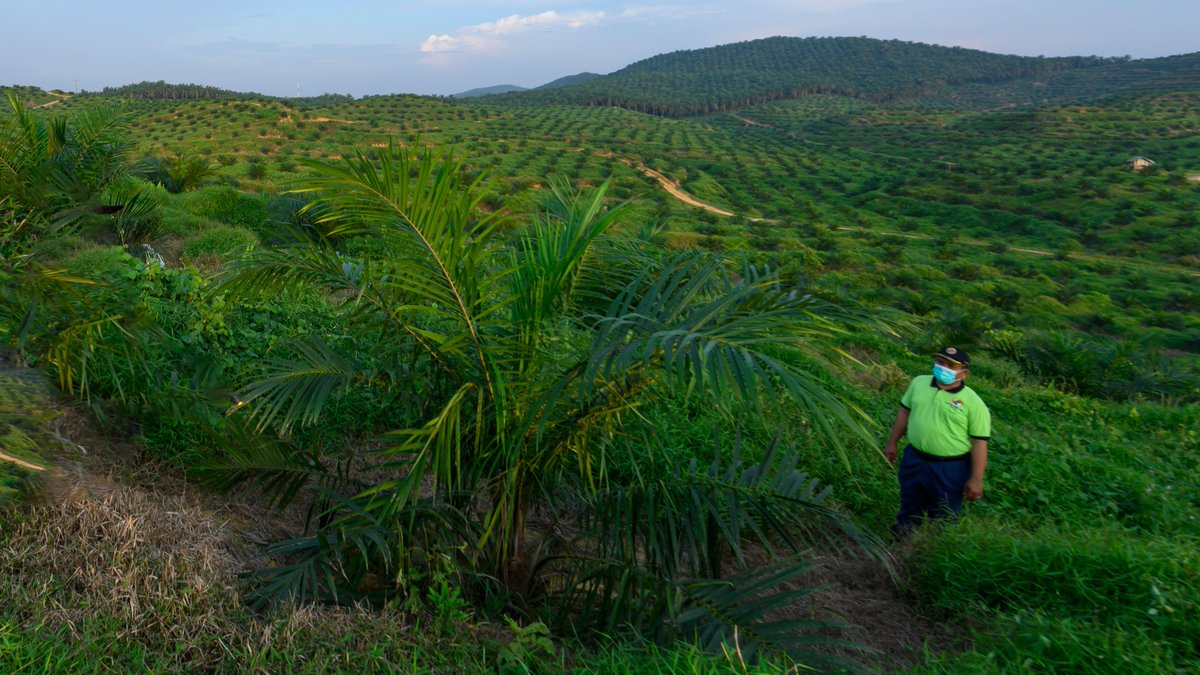 Asian Agri tweet media