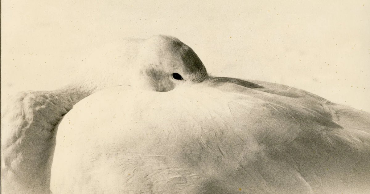 gushmg's tweet image. Yamamoto Masao