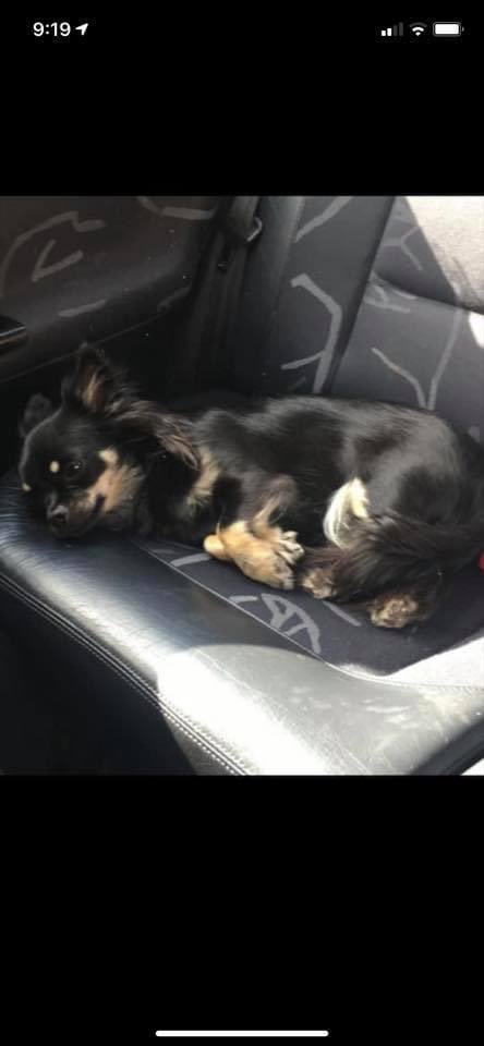 #StolenDogHour 
2024 still missing.
11/2/19
Tallulah stolen by men in a white van
she was stolen just after having a litter of puppies 😓
#rushden #Northamptonshire but could be anywhere now 
PLS HELP HER HOME 
doglost.co.uk/dog-blog.php?d…

<a href="/JacquiSaid/">Dogs of Tooting 1</a> <a href="/thedogfinder/">Dog Finder 💙</a> <a href="/alid2912/">ali d</a> <a href="/bs2510/">beth</a>