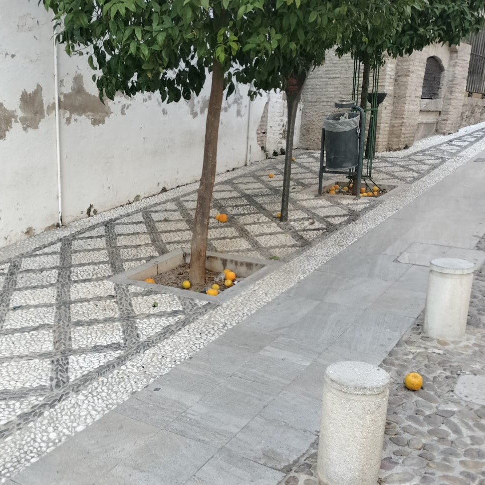 Granada limpia, que te quiero limpia (@granada_limpia) on Twitter photo Limpiando las calles de Granada ✨
Hoy, nos hemos puesto manos a la obra con la recogida de naranjas en la calle y plaza de San José 🧹🍊
Por una ciudad más limpia y sostenible🌿
<a href="/aytogr/">Ayuntamiento de Granada</a> <a href="/marifrangr/">Marifran Carazo</a> <a href="/AnaSRequena/">Ana Sánchez</a> <a href="/PreZero_ES/">PreZero España</a> #Inagra #GranadaLimpia #BuenavoluntáGranaína Limpiando las calles de Granada ✨
Hoy, nos hemos puesto manos a la obra con la recogida de naranjas en la calle y plaza de San José 🧹🍊
Por una ciudad más limpia y sostenible🌿
<a href="/aytogr/">Ayuntamiento de Granada</a> <a href="/marifrangr/">Marifran Carazo</a> <a href="/AnaSRequena/">Ana Sánchez</a> <a href="/PreZero_ES/">PreZero España</a> #Inagra #GranadaLimpia #BuenavoluntáGranaína