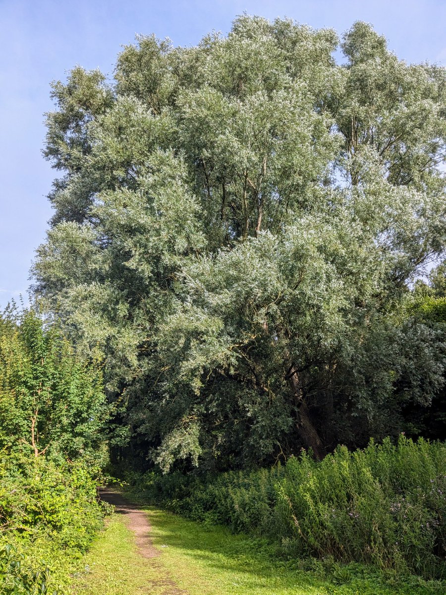 Schönen Nachmittag!