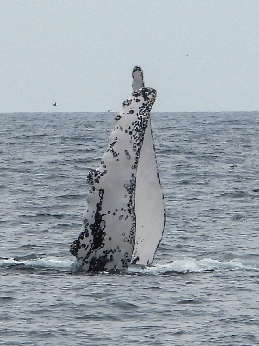 <a href="/mollybawntours/">Whale & Puffin Tours</a> having some great shows from the whales this week !!