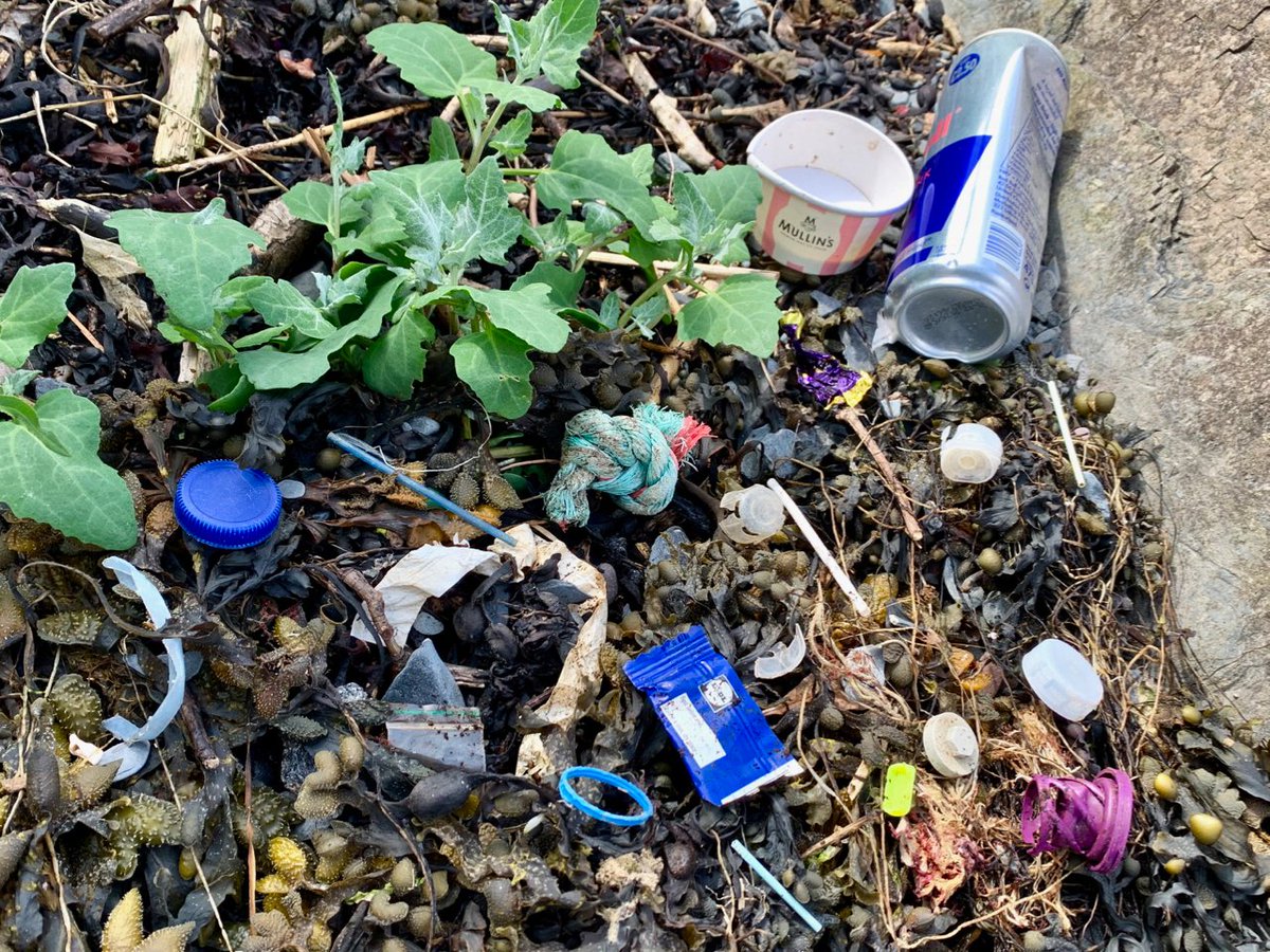 LACrawshaw's tweet photo. Lovely day for a  litter pick amongst the rocky outcrops from Pickie Breakwater to just past Skippingstone Beach on the coastal path.  2 bags - 140 items inc. 23 bottlecaps, 12 bottles, 6 cans, 3 disposable vapes,  &amp; 1 tampon applicator.  #LiveHereLoveHere #StopThePlasticTide https://t.co/eONv06JYQv