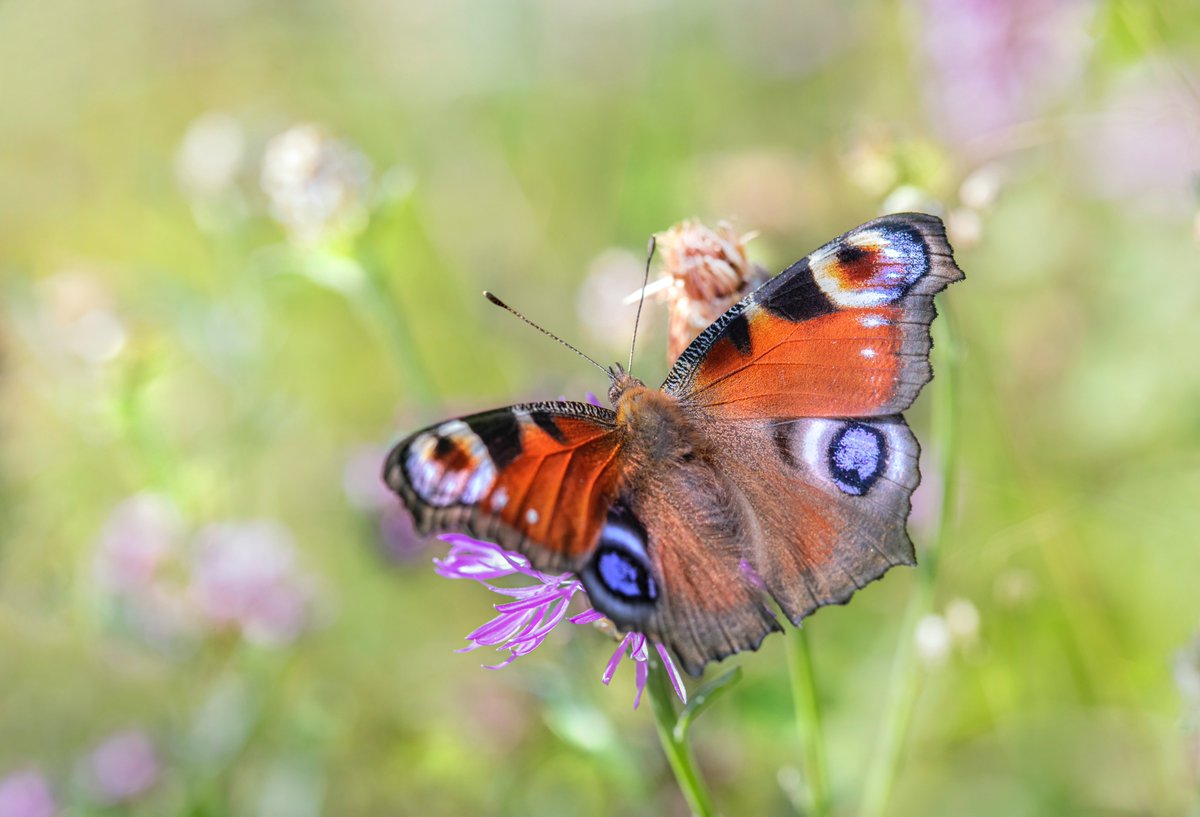 CPRECornwall's tweet photo. The Big Butterfly Count is underway! 🦋

Help assess the health of our environment by counting the number and type of butterflies you spot. 👀

Will you be taking part? 💚
https://t.co/LwO92abUu4 https://t.co/tVS3kMm3cs