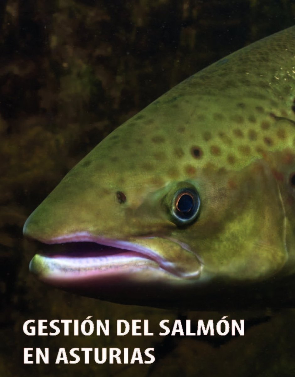 Ayer se cerró en Asturias la temporada de pesca con muerte del salmón, con menos de 400 capturas. Son números bajísimos pero una barbaridad cuando hablamos de una especie que se nos va. El Gobierno de Asturias es cómplice activo de esta extinción.