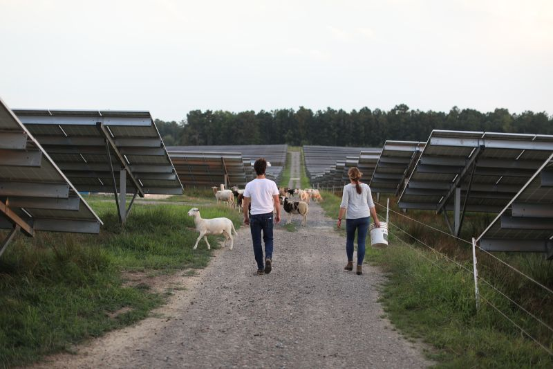 SunRaisedFoods's tweet photo. Agri Solar is the use of land for both agriculture and solar. We use sheep to mow the grounds of Solar Farms in NC and VA. This model enables solar energy generation & agricultural practices to coexist in a mutually beneficial way.
#solarsheep #Sustainability #lambfordinner https://t.co/lrdPfs2MnG