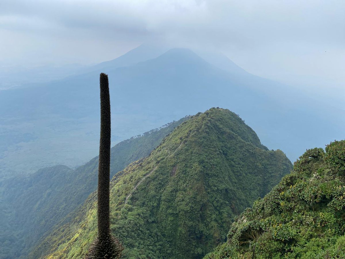 Your feet may be sore, but your spirits are soaring from the  adventures, trail scenery, quiet conversations, whispering lashes. You've summited mountains&amp;your own strength&amp; resilience.

📍Virungas- Muhavura 4127🇺🇬Mgahinga 3474 🇨🇩 Sabinyo 🇷🇼 

🗓July 2024
📸 @surehikers2023