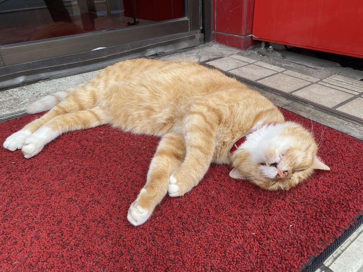 minako373737's tweet photo. #猫 https://t.co/rMyWz947lf
