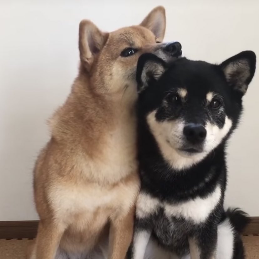 ウィリ૮꒰ ˶• ༝ •˶꒱ა🐾 tweet media