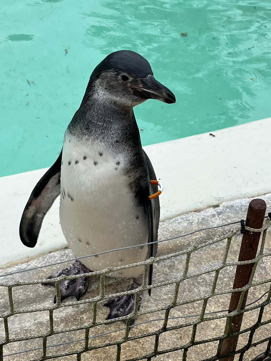 Nice weather for penguins.  @cots