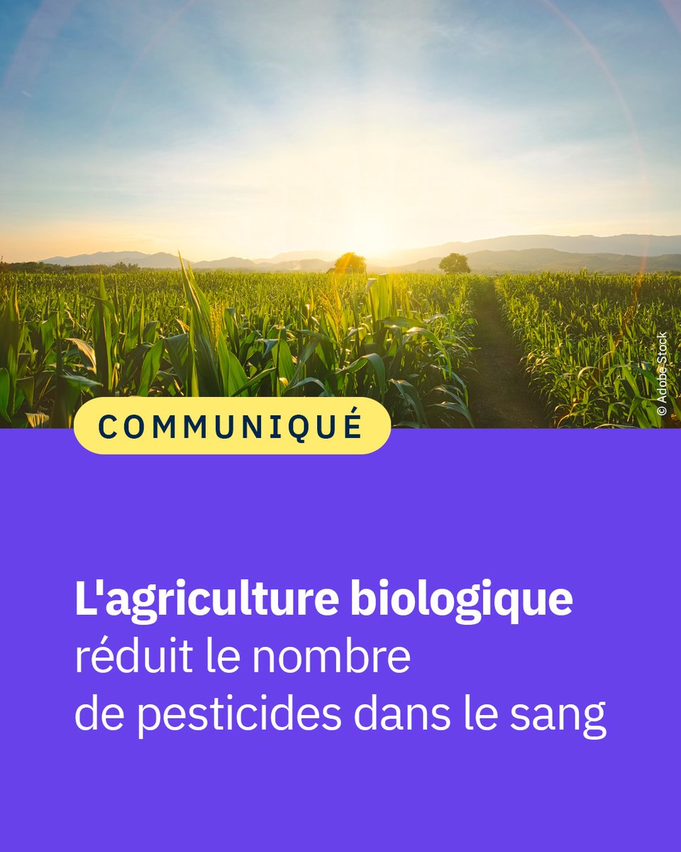 #Communiqué 🗞️ Une étude menée chez un rapace sauvage, et réalisée dans la Zone Atelier Plaine &amp; Val de Sèvre du <a href="/CNRS/">CNRS 🌍</a>, montre que l’agriculture biologique réduirait le nombre de pesticides dans le sang.

👉 cnrs.fr/fr/presse/lagr…