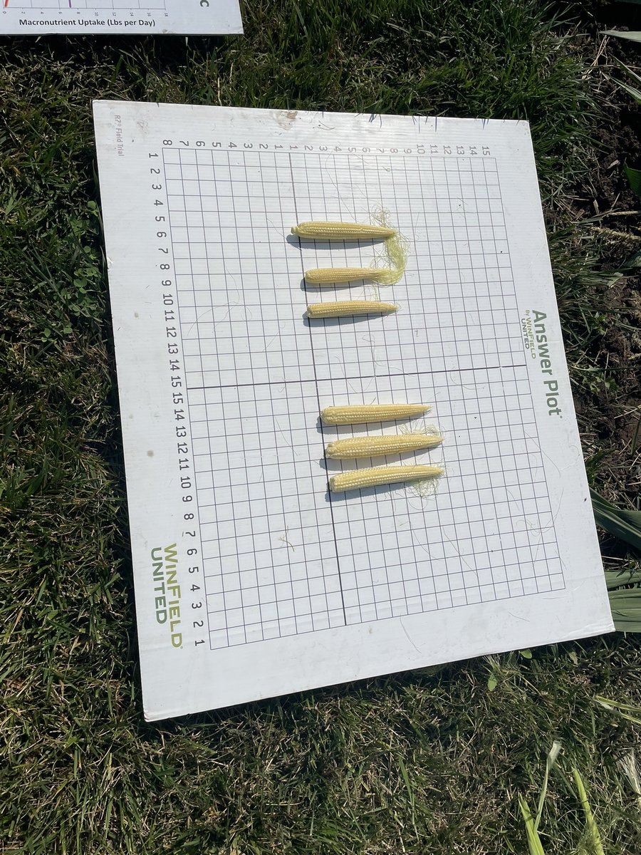 rvcinterns's tweet photo. Check out the difference adding the micro-nutrients from Micro-Sync Fertilizer can do for the size of kernels on your corn yield! 

#fertilizer #croplan #MicroSync #AnswerPlot #WinFieldUnited #cooperative @verdesian @RVCooperative 

-LR https://t.co/I0Jy79GbYK