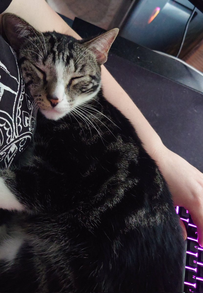 Floki, mein kleiner IT-Support. 😅

Einige haben es schon mitbekommen. Im Moment gibt es nur spontane Streams. Hab viel im RL um die Ohren. Job ist wieder ein großes Thema. Bin viel am Lernen und Hoffen und überhaupt. Ach und RLen natürlich. 😬

Habt 'nen schönen Montag ❤️