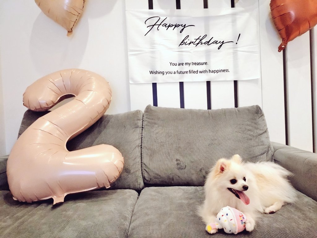pomewako0715's tweet photo. わこちゃん、2歳Birthday🎂
プレゼントもご飯も喜んでくれて良かったです✨
今年も楽しい1年にしようね。
#ポメラニアン
#pomeranian https://t.co/CdW2a8QxDr