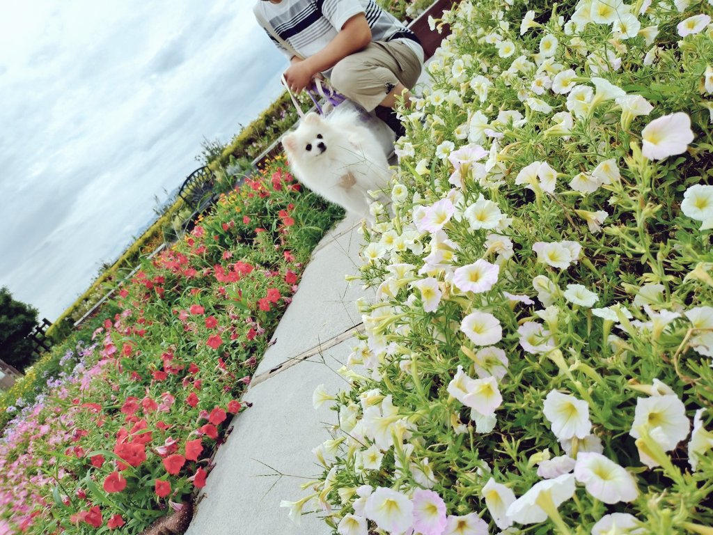 pomewako0715's tweet photo. 誕生日旅行は和歌山の白浜にお邪魔しました。
天気がずっと心配でしたが、観光中は奇跡的に雨にも降られず、楽しく回れました✨
#ポメラ���アン
#pomeranian https://t.co/tIIlqx7kBn