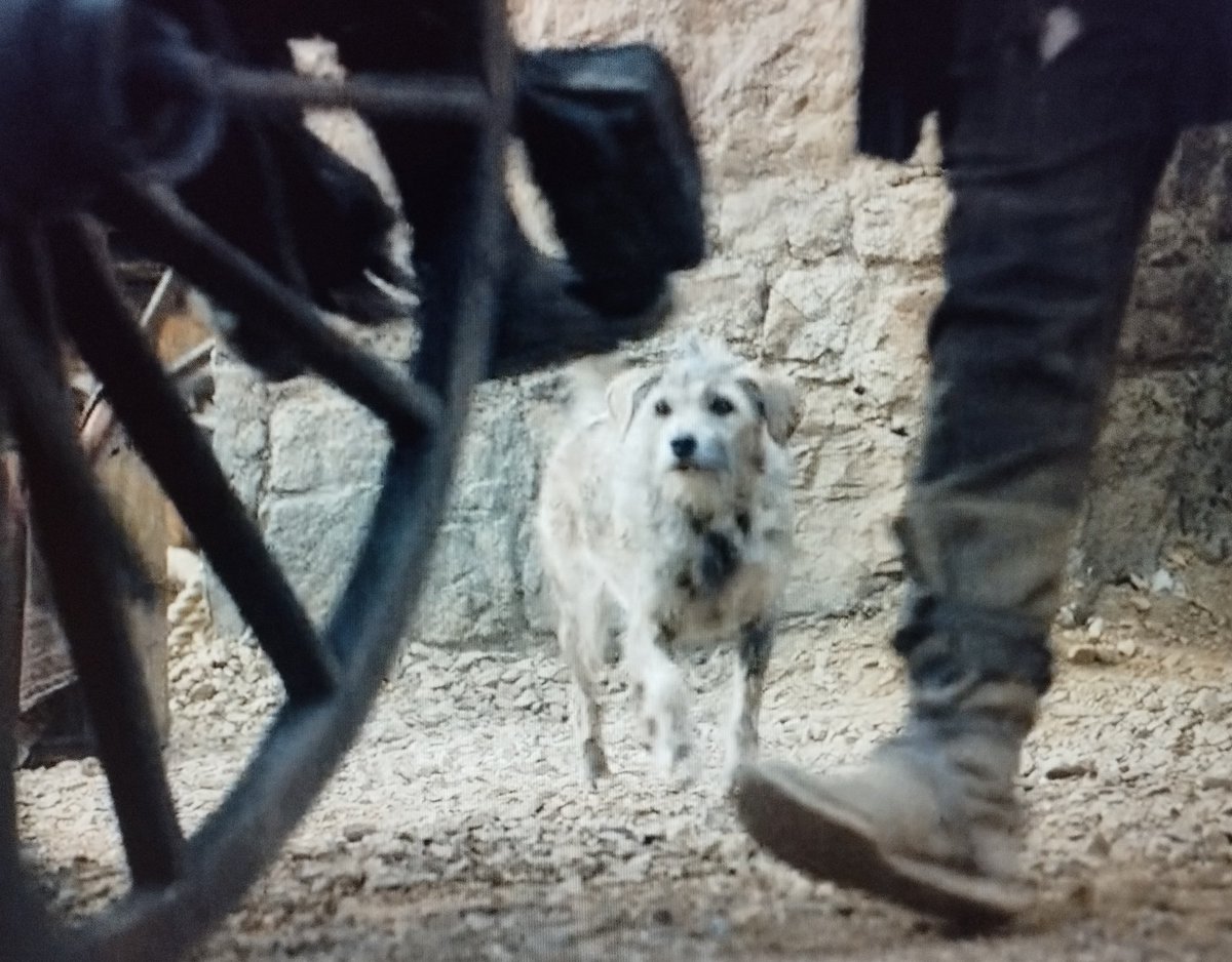 Se robó la escena 😍 
#hdtd