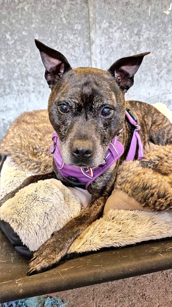 Here's a little more info on our  Charlie Chops, all the important bits and a photo to show you what a fabulous and gorgeous boy he is!
Please help him find love today 🙏 
Read more about him at seniorstaffyclub.co.uk/adopt-a-staffy… #TeamZay #AdoptDontShop #stokeontrent