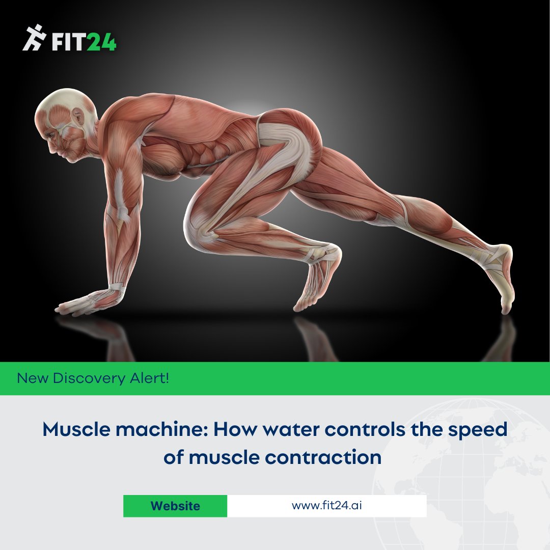 Fit24today's tweet photo. Water powers muscle contraction! Researchers discovered that fluid movement in muscle fibers determines how quickly muscles contract. 
#muscle #fitness #science #fit24 #fit24today #research #health #wellness #fitnessmotivation #gym #workout #exercise #physiology #biomechanics https://t.co/j73CYCJySY