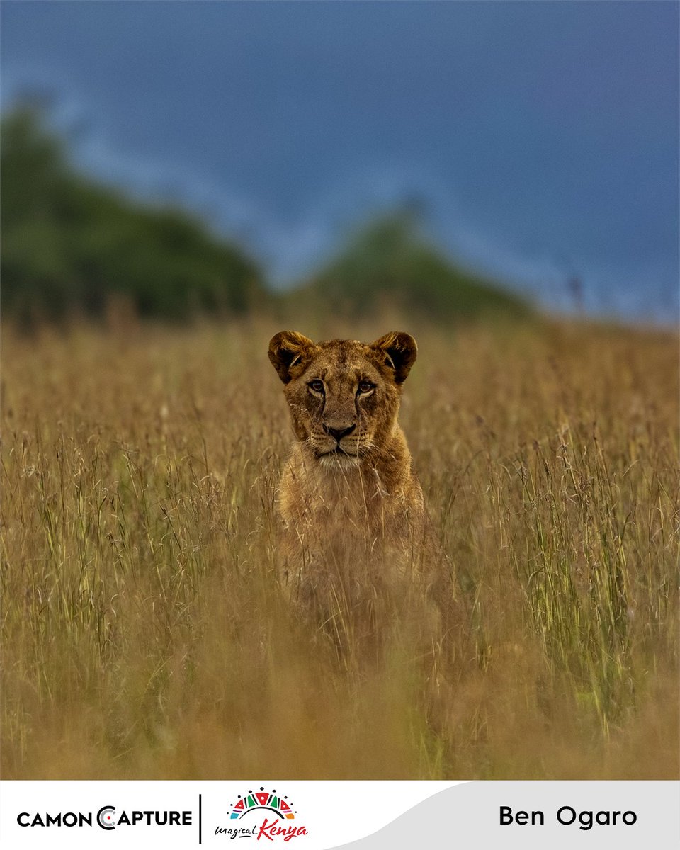 TECNOMobile254's tweet photo. CAMON CAPTURE Masterclass Winning Submissions Shot On CAMON  by our 3 winners during the Camon capture competition.
#shotoncamon #camoncapture #magicalkenya https://t.co/8bcSQ1TIIU
