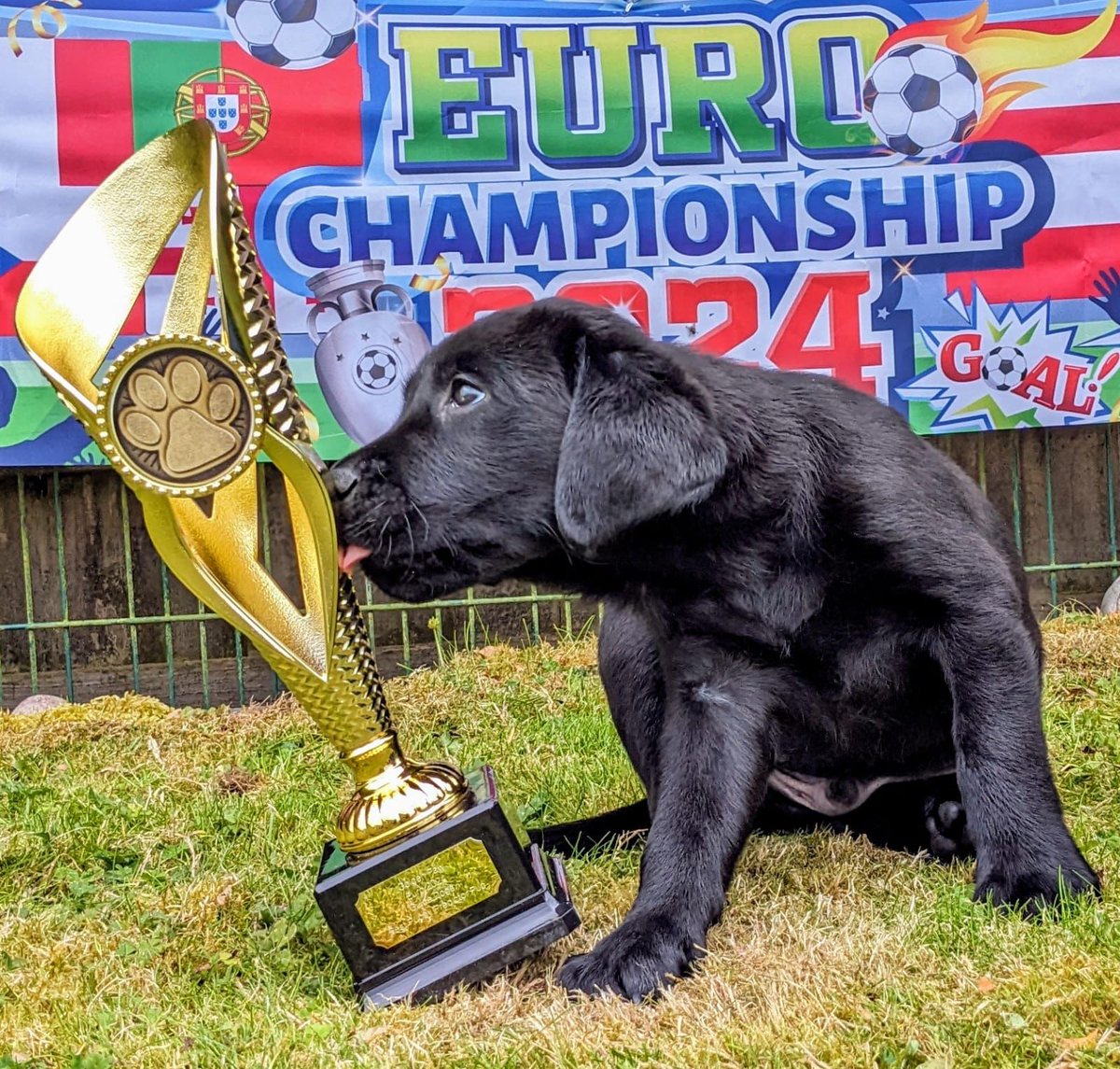 guidedogs's tweet image. Forget the #GoldenBoot - it&apos;s all about the Golden Paw at Guide Dogs...Step up Puppy Predictor captain Harry &quot;Kanine&quot; to collect your trophy🐾⚽ #EURO2024