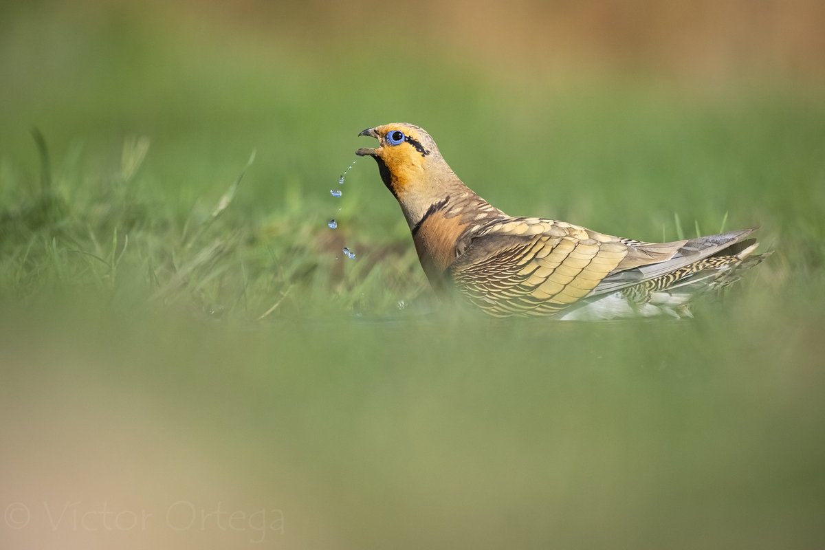 Llega el verano y llega una de las estaciones menos prolíficas para mí en cuanto a fotografía, por las condiciones y luces tan duras. Pero hay una especie que capta todo mi tiempo y atención, la #gangaibérica.

📷 Fujifilm X-H2s, Fujinon XF200 F2, TC1.4x.