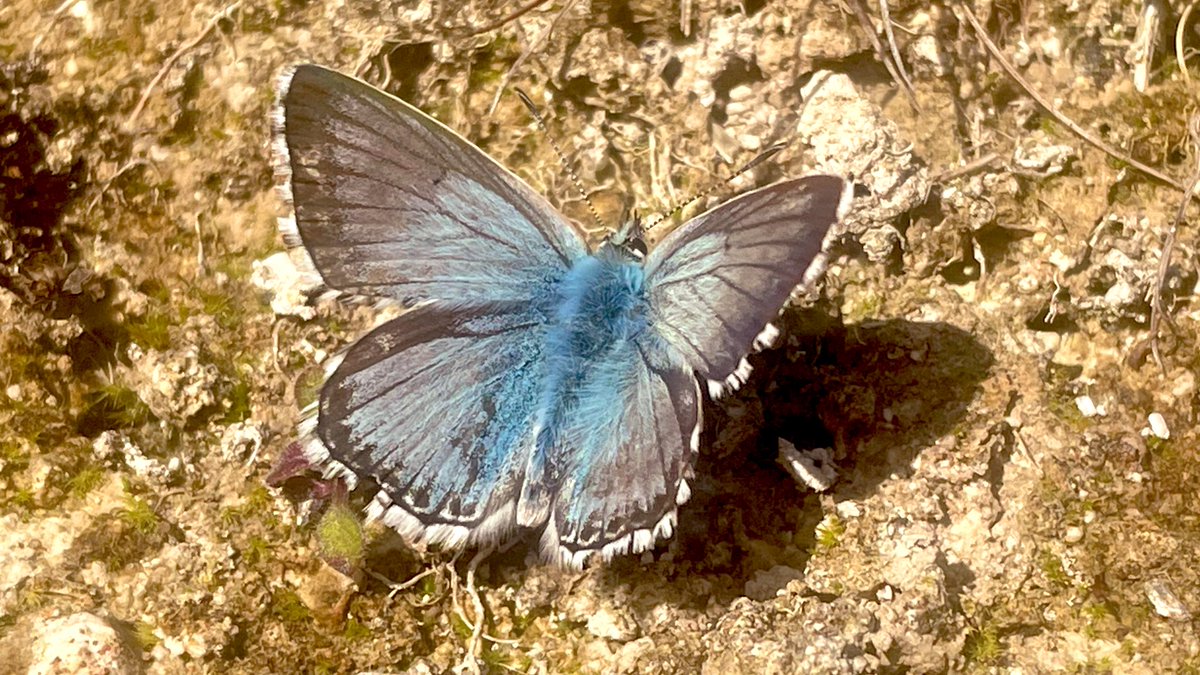 jake_fiennes's tweet photo. There are moments throughout the year that signify particular parts of the natural cycle 

This is one just moment the first emergence of the Chalkhill blue 

Undoubtedly it’s been difficult but they have ability to persist  

All power to the natural world!! https://t.co/EqcQhX9sx3