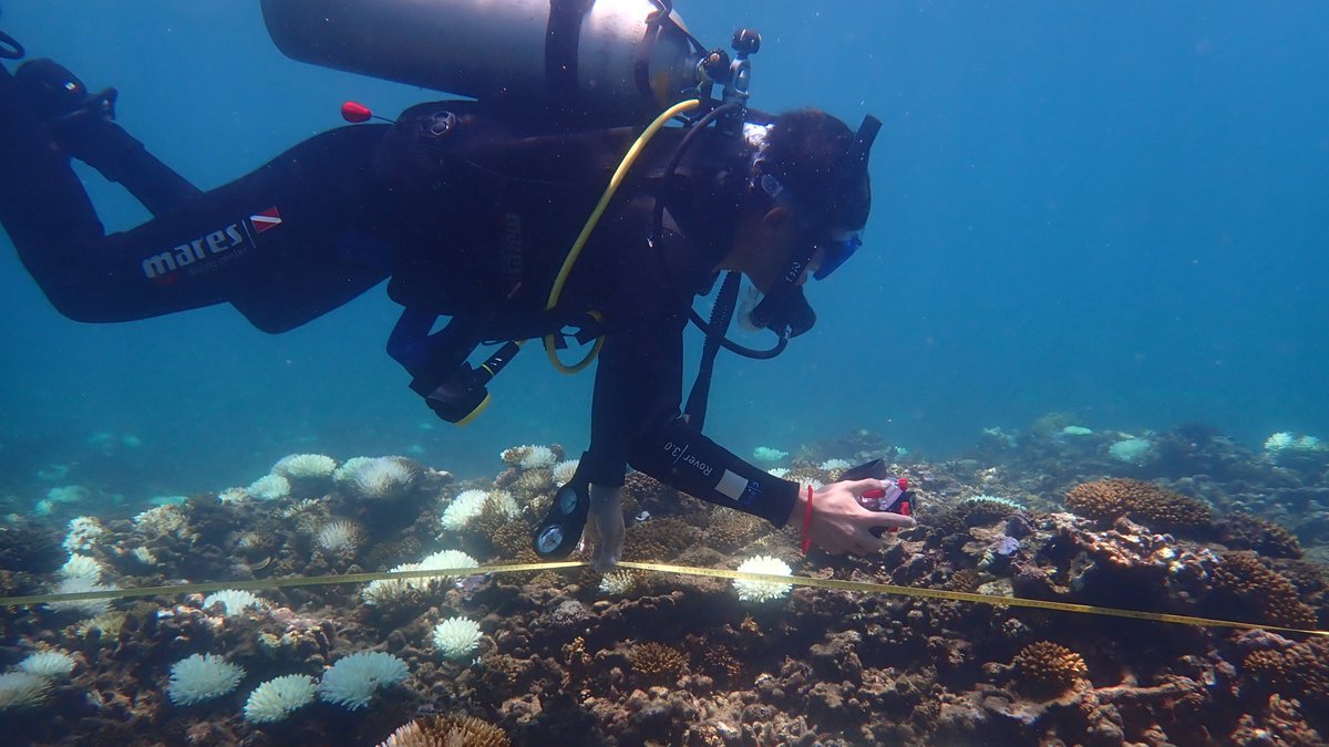 aims_gov_au's tweet image. Vietnam’s corals are much easier to snap than its cheeky monkeys, especially when using our #ReefScan and #ReefCloud data collection technology. With Institute of Oceanography &amp;amp; @ausgov we’re building capabilities to inform sustainable management of these precious ecosystems.